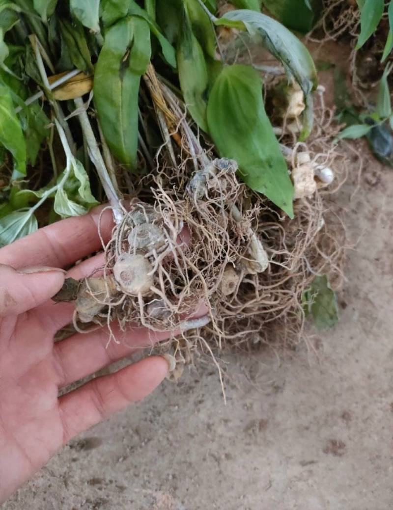 多花高杆不倒苗黄精苗大量接单产地直发欢迎来电咨询