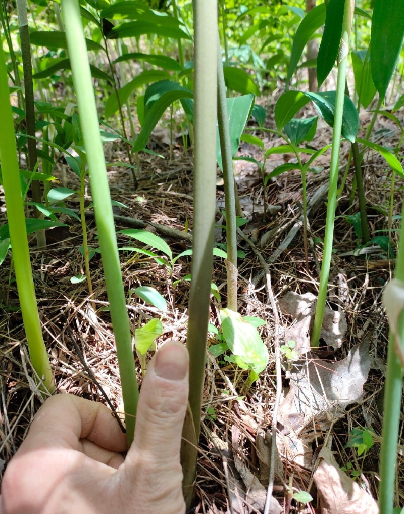 多花高杆不倒苗黄精苗大量接单产地直发欢迎来电咨询