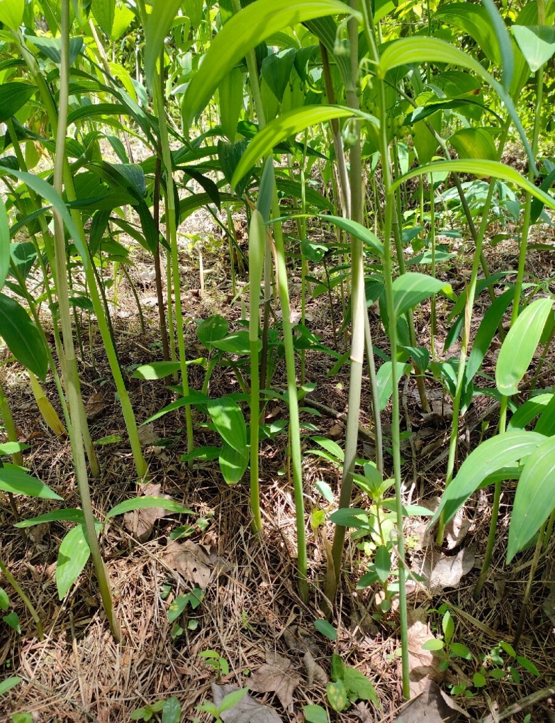 多花高杆不倒苗黄精苗大量接单产地直发欢迎来电咨询