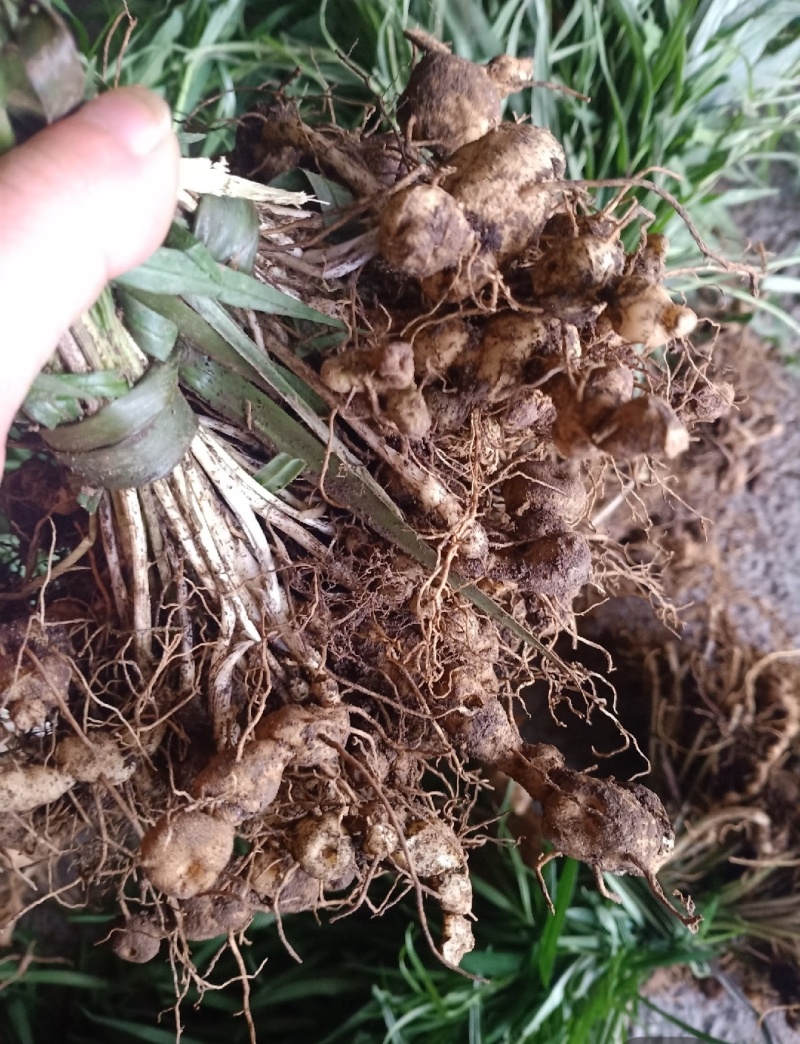 多花高杆不倒苗黄精苗大量接单产地直发欢迎来电咨询