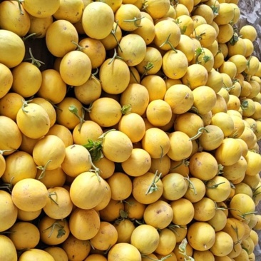 黄河蜜瓜