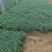 荆芥