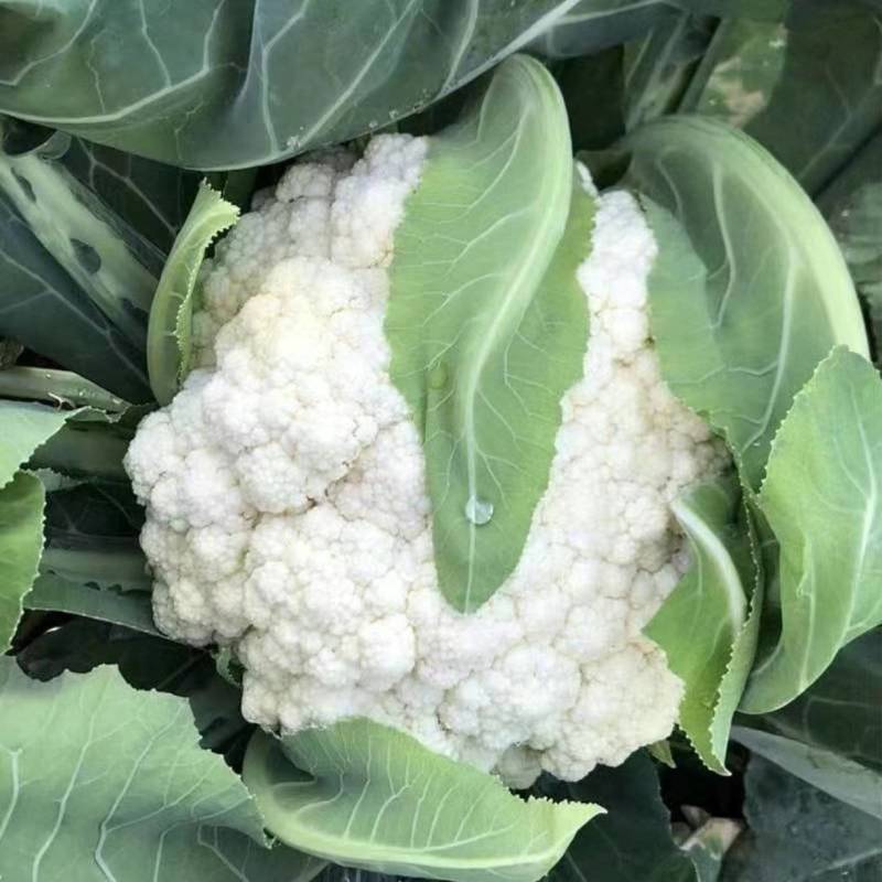 有机花菜白面青梗松花菜量大质优现货速发欢迎来电