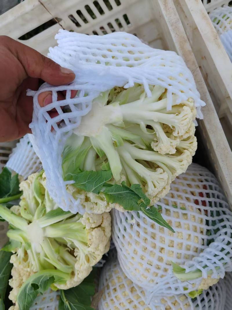 有机花菜白面青梗松花菜量大质优现货速发欢迎来电