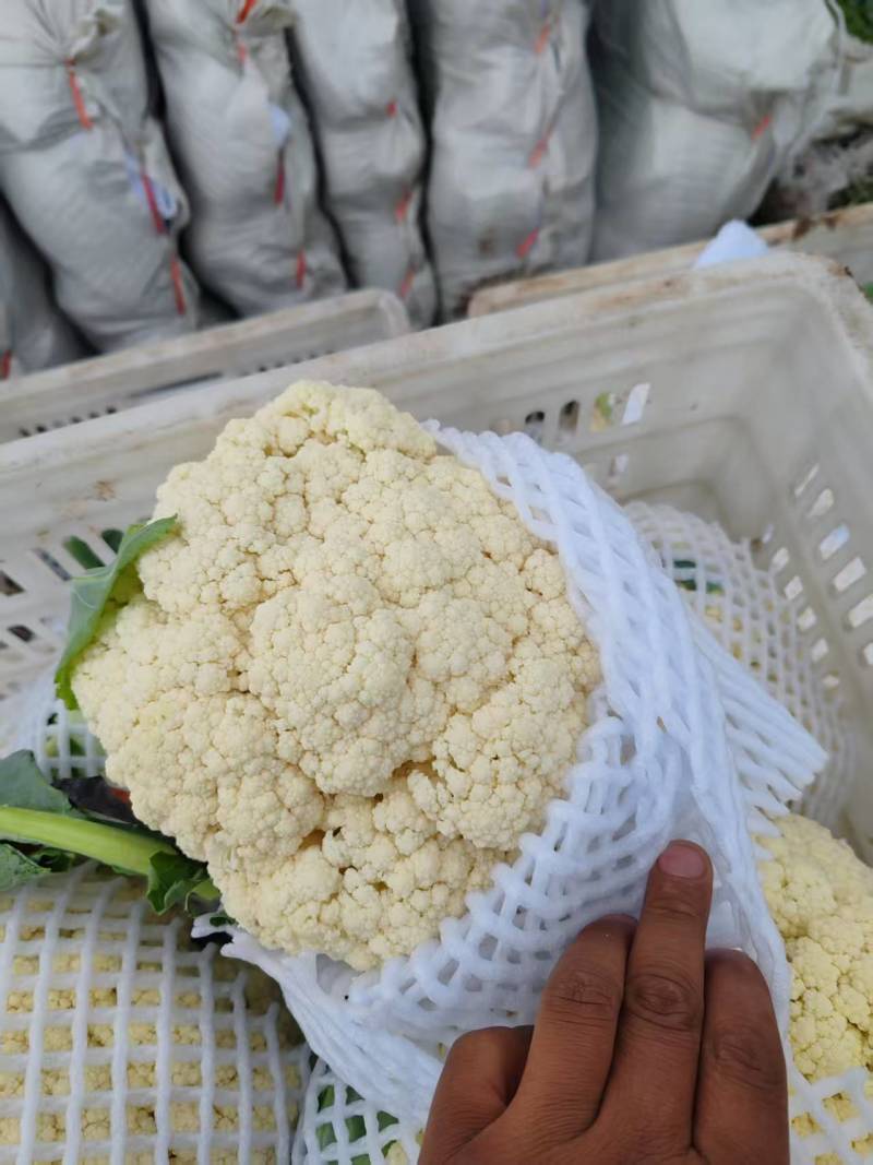 有机花菜白面青梗松花菜量大质优现货速发欢迎来电