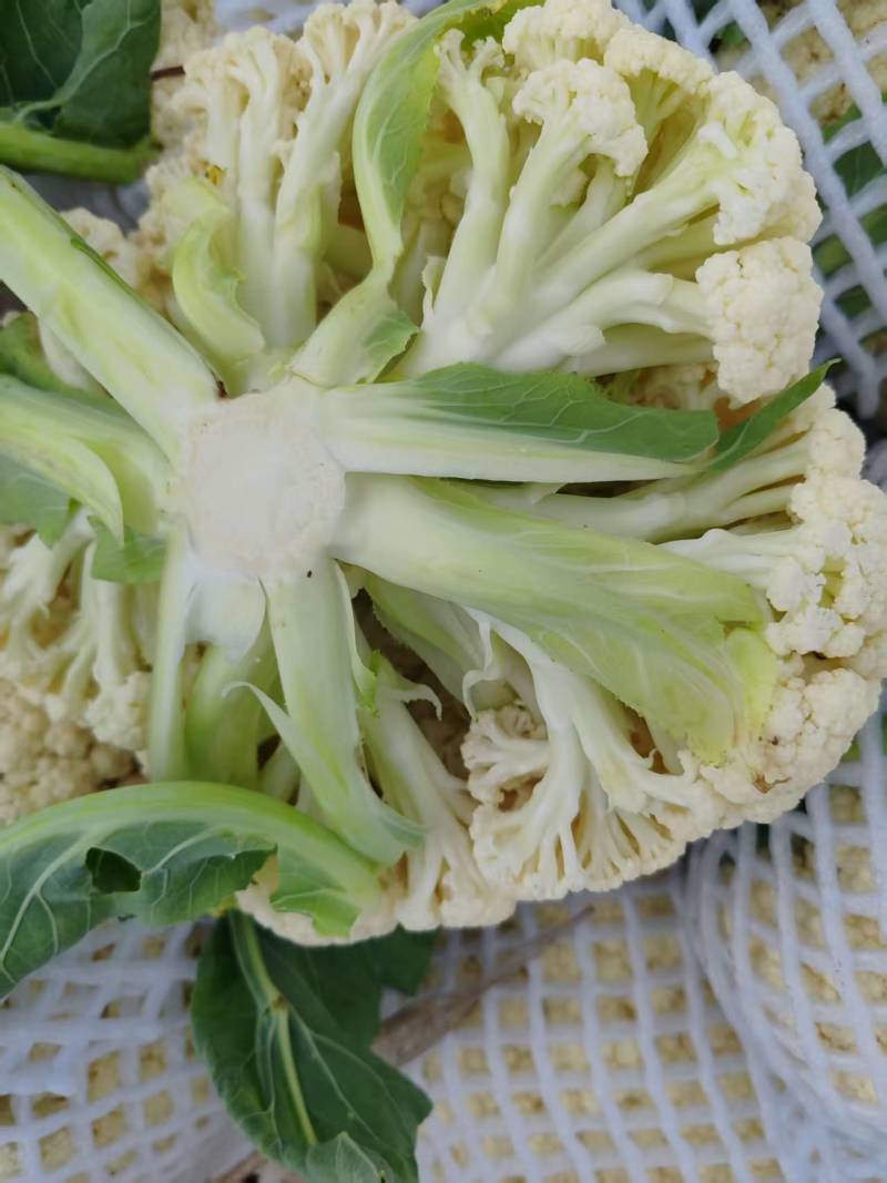 有机花菜白面青梗松花菜量大质优现货速发欢迎来电