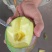 攀枝花凯特芒果一件代发