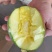 攀枝花凯特芒果一件代发