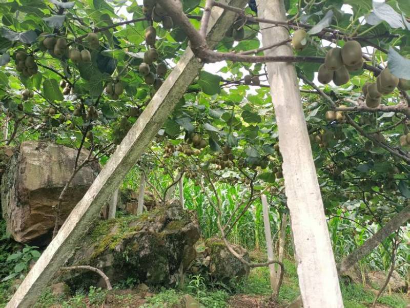 猕猴桃🥝
