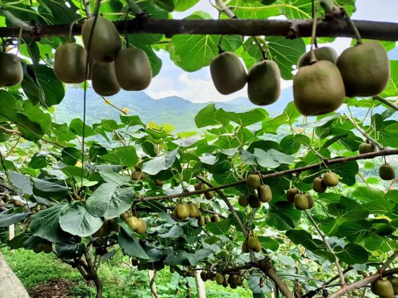 猕猴桃🥝