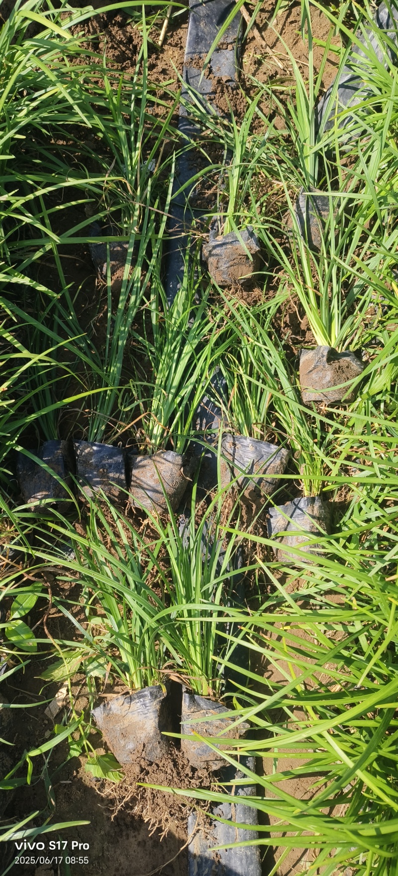 麦冬，细叶麦冬，丹麦草，杯苗，地栽麦冬，麦冬草，爆芽麦冬