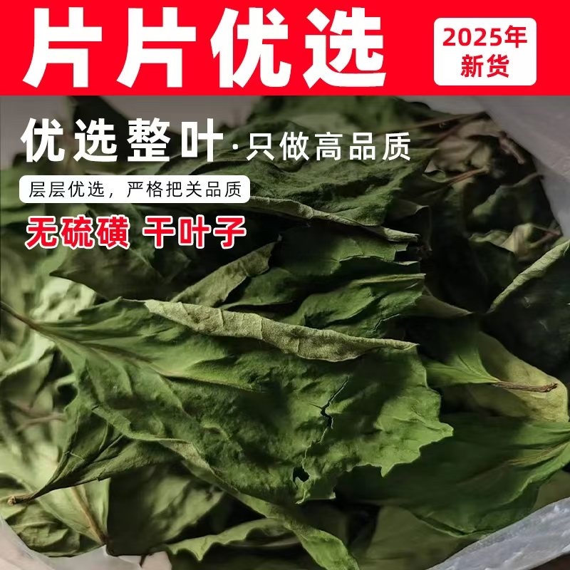 柿子叶干叶子，完整大叶