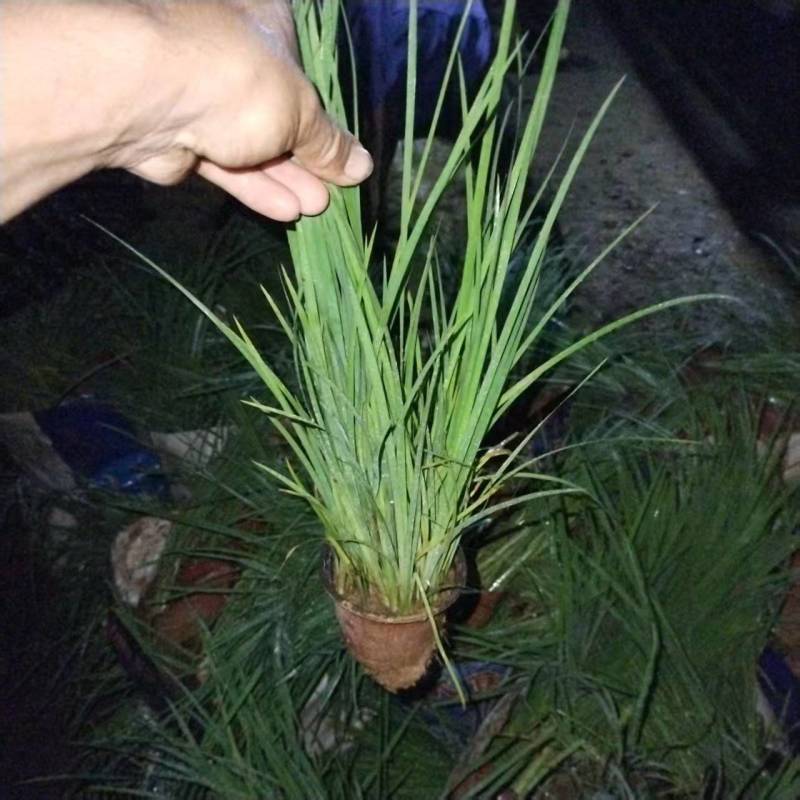 马兰，爆芽马兰，马蔺，多芽马蔺，