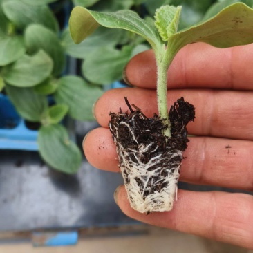 小瓜苗西葫芦苗云南通海育苗基地直供现挖现发量大从优