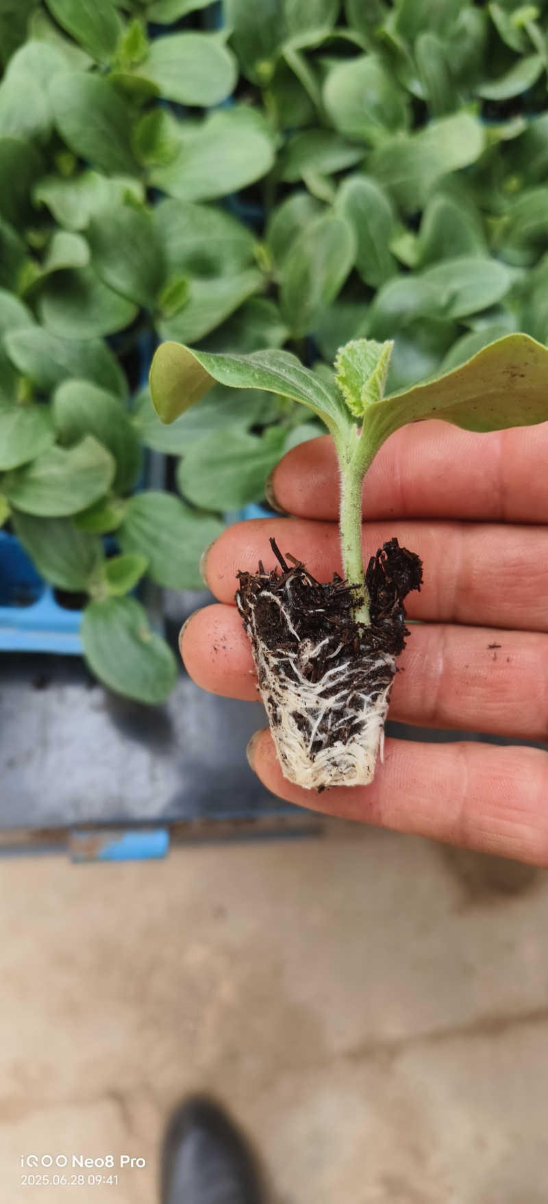 小瓜苗西葫芦苗云南通海育苗基地直供现挖现发量大从优