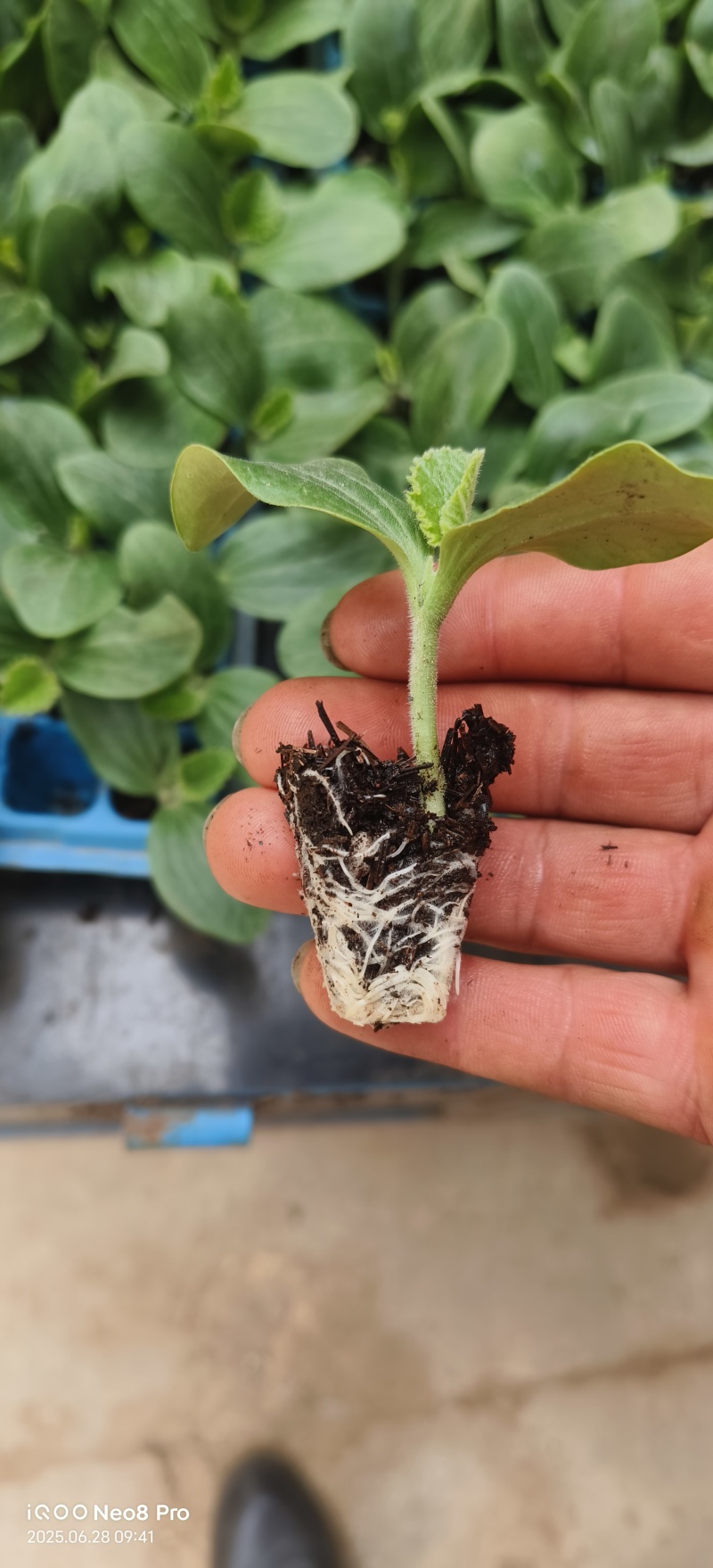 小瓜苗西葫芦苗云南通海育苗基地直供现挖现发量大从优