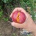河南南阳内乡大红袍李子大量上市,对接全国采购商