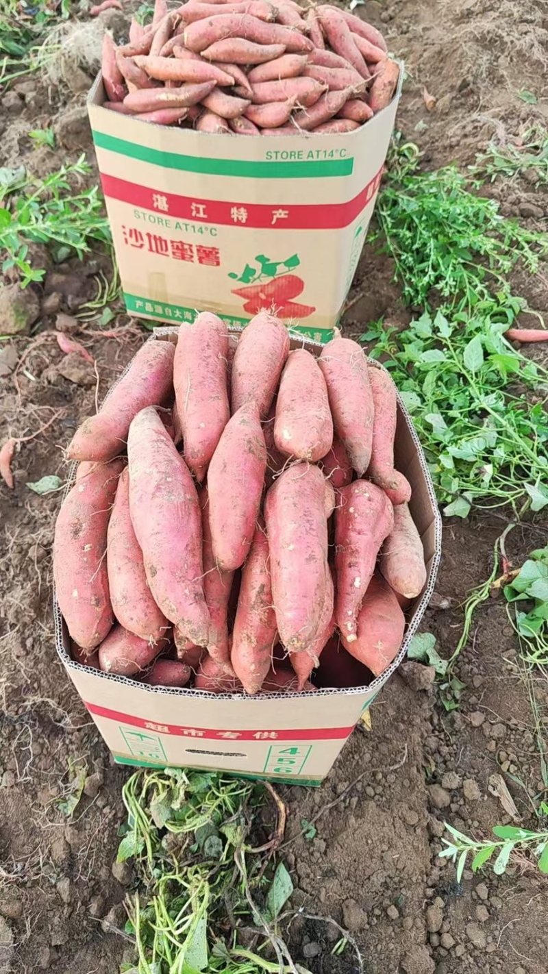 湖北一手货源，沙地密薯