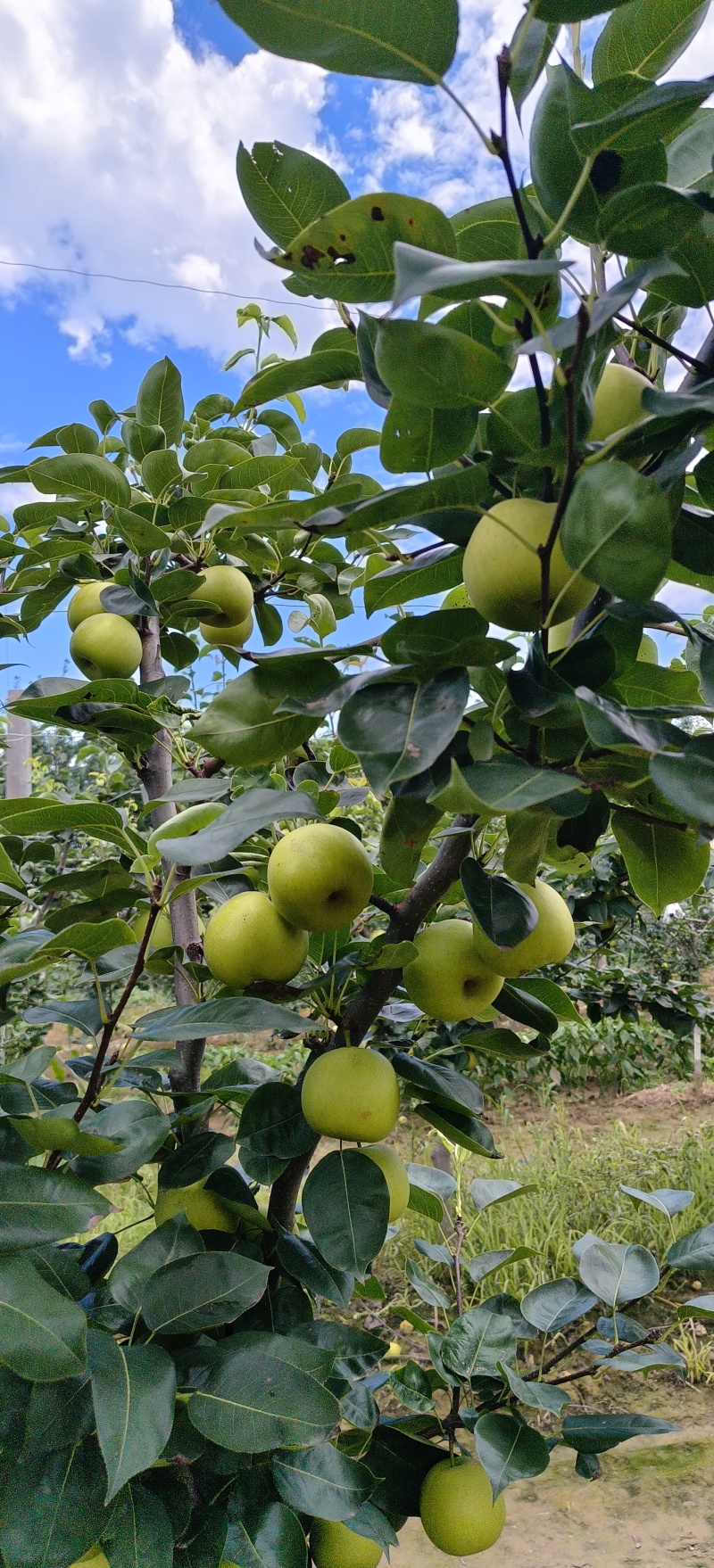 自家种植翠冠现己大量上市，欢迎全国客商来订购！