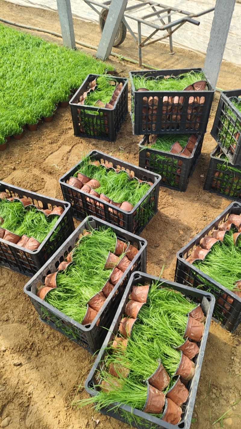青绿苔草