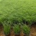 青绿苔草