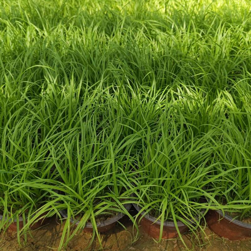 青绿苔草