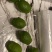 广东香水柠檬