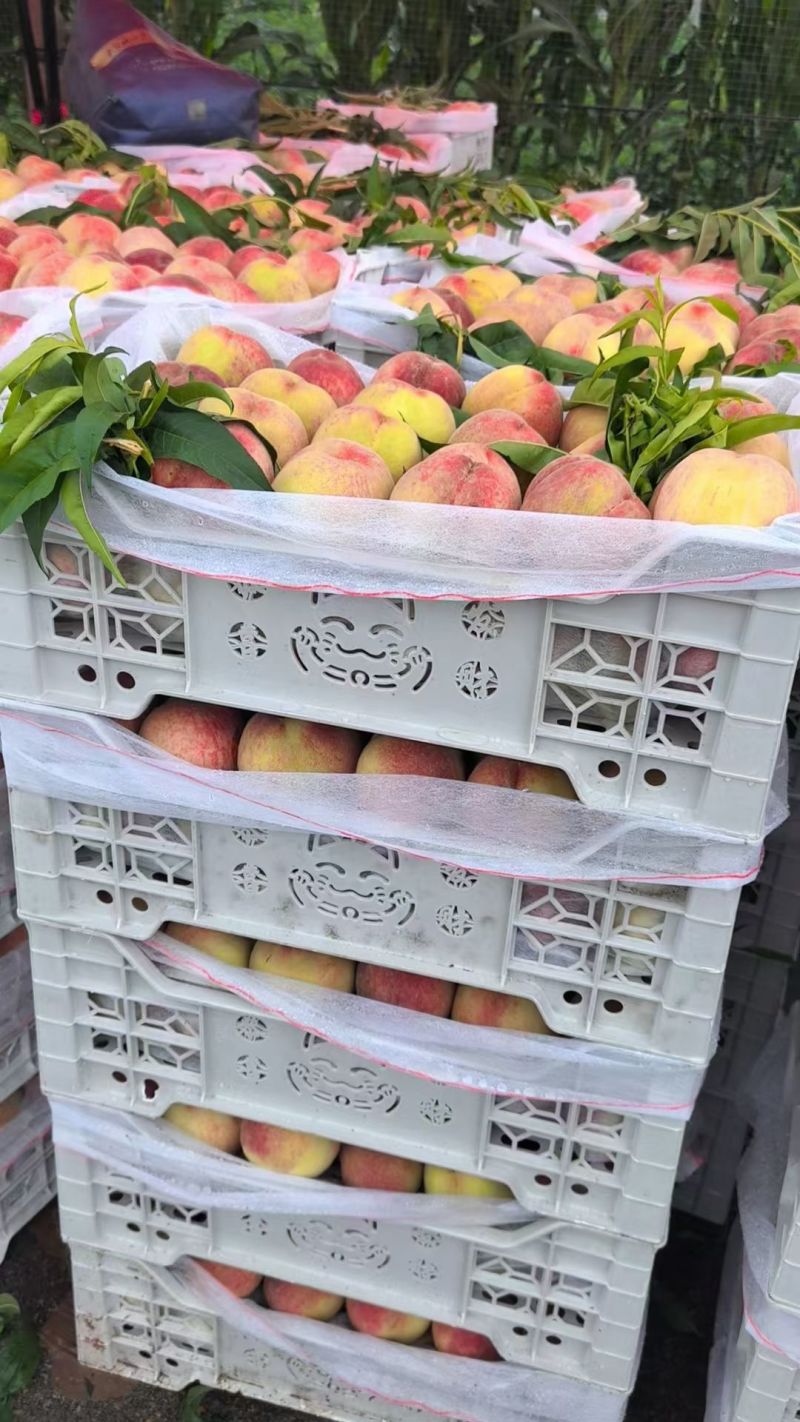 产地沂蒙山精品大红桃上市了价格便宜口感脆甜