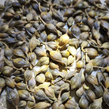 河北省石家庄元氏连翘自己的家乡种植的连翘药材