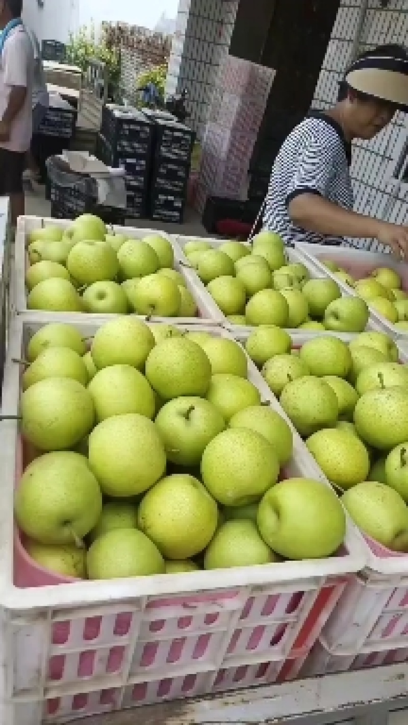精品皇冠梨，大量上市，口感脆甜，货源充足，产地直供。。。
