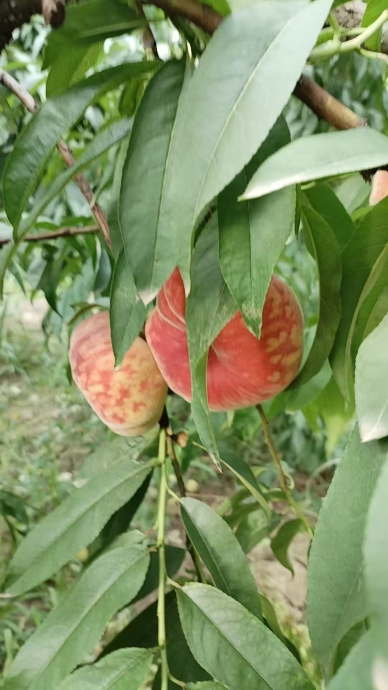 虎皮红毛蟠桃