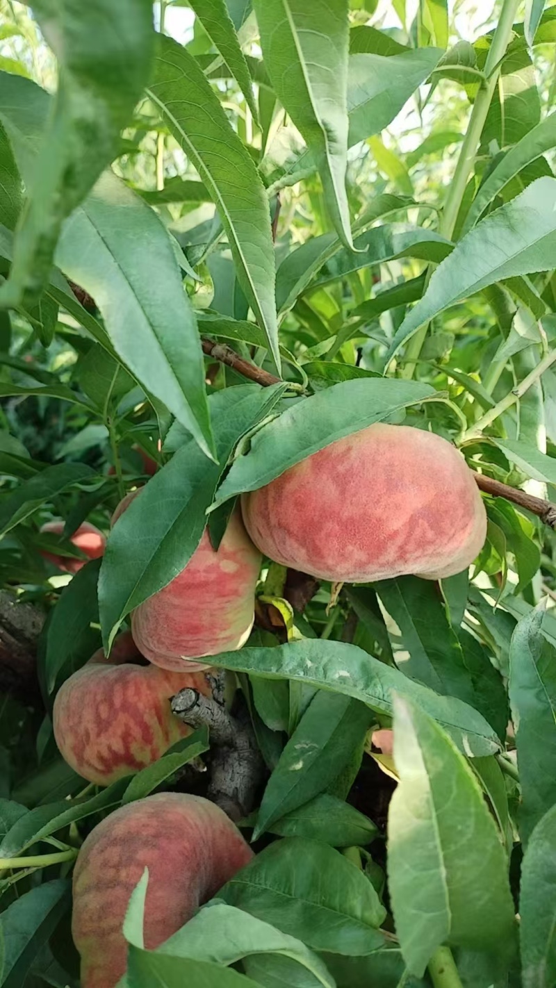 虎皮红毛蟠桃