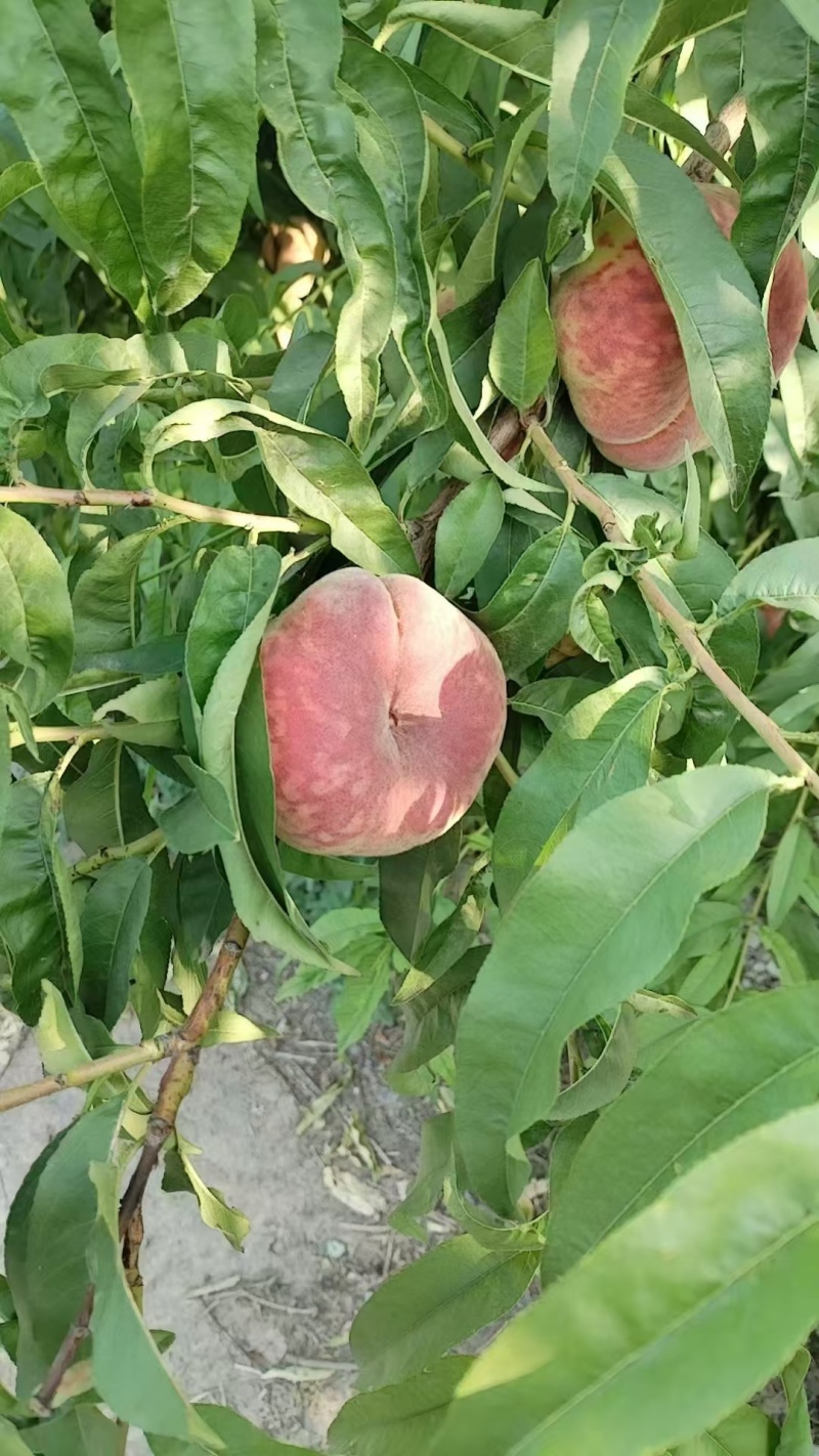 虎皮红毛蟠桃