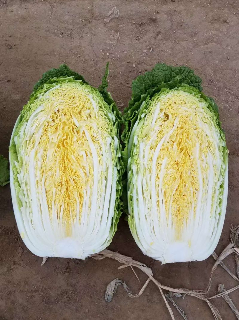 白菜苗基质育苗黄心白菜苗穴盘苗现苗直发