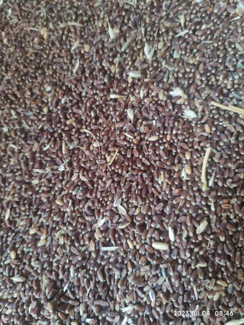 精选紫麦可留种纯度高每亩30斤