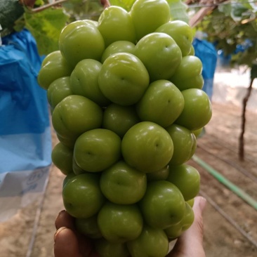温棚阳光玫瑰葡萄，纯甜香味浓郁
