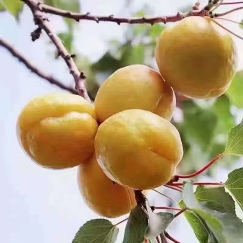 李广杏
