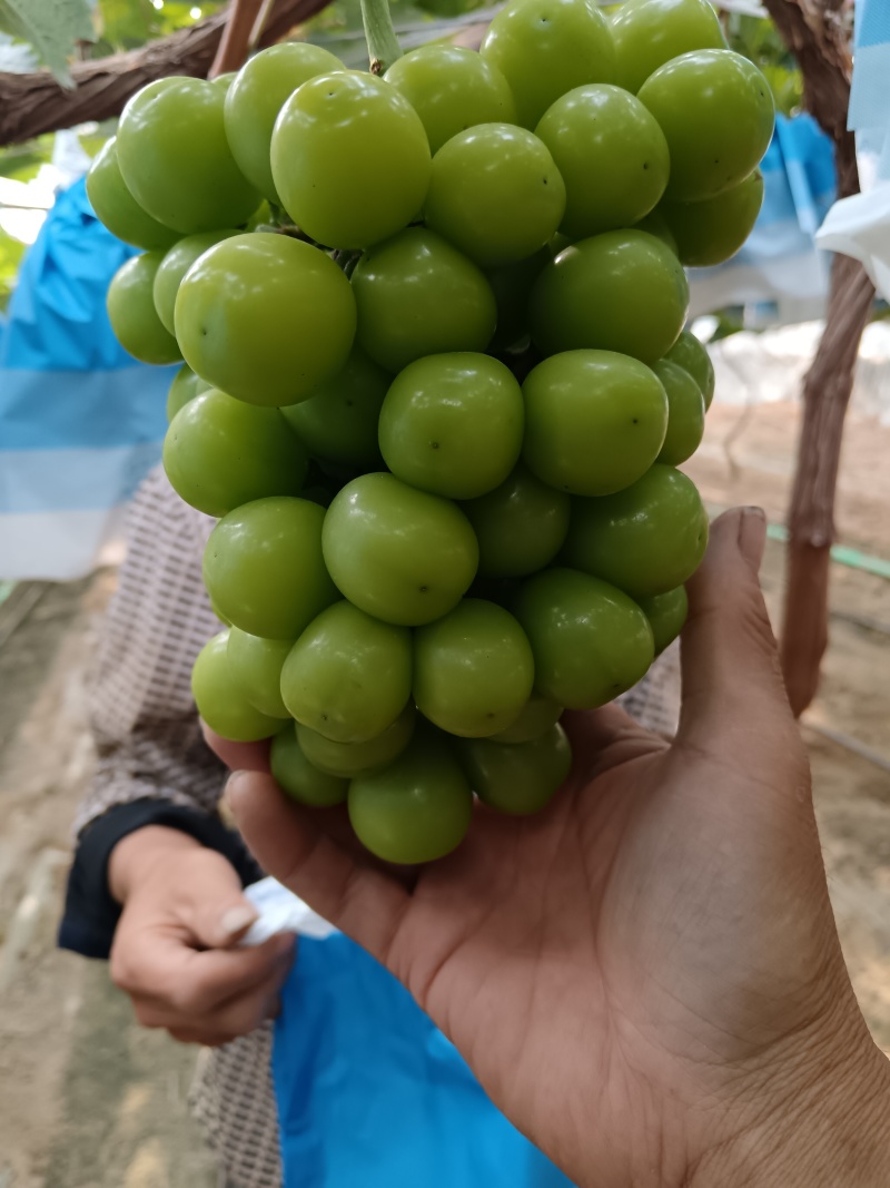温棚阳光玫瑰葡萄，纯甜香味浓郁