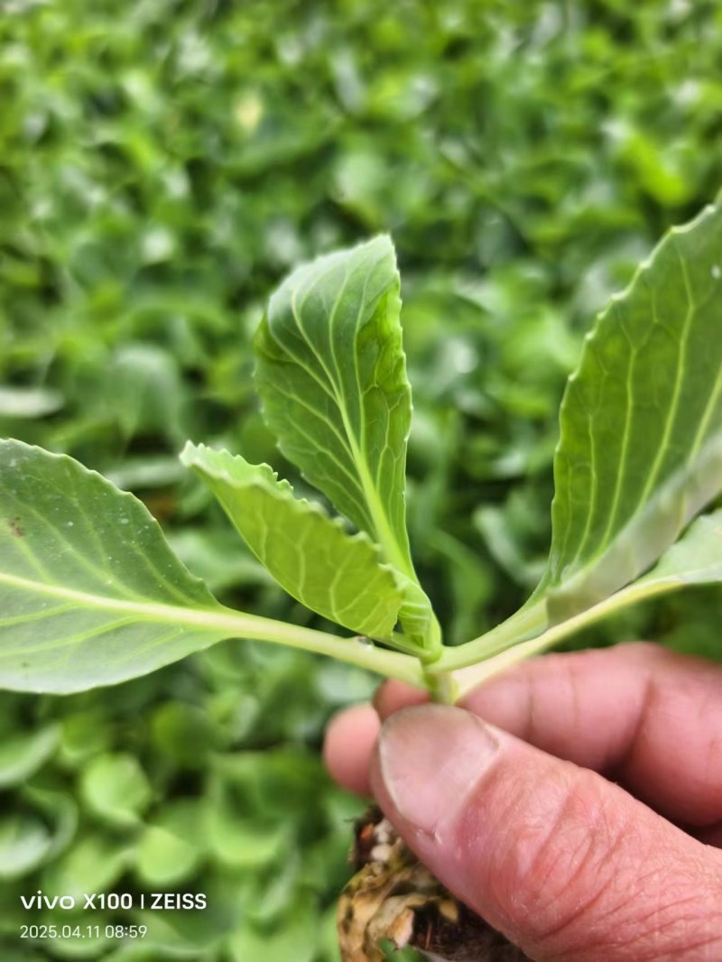 甘蓝苗包菜苗卷心菜苗宽心菜苗绿包菜苗现货直发