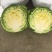 甘蓝苗包菜苗卷心菜苗宽心菜苗绿包菜苗现货直发