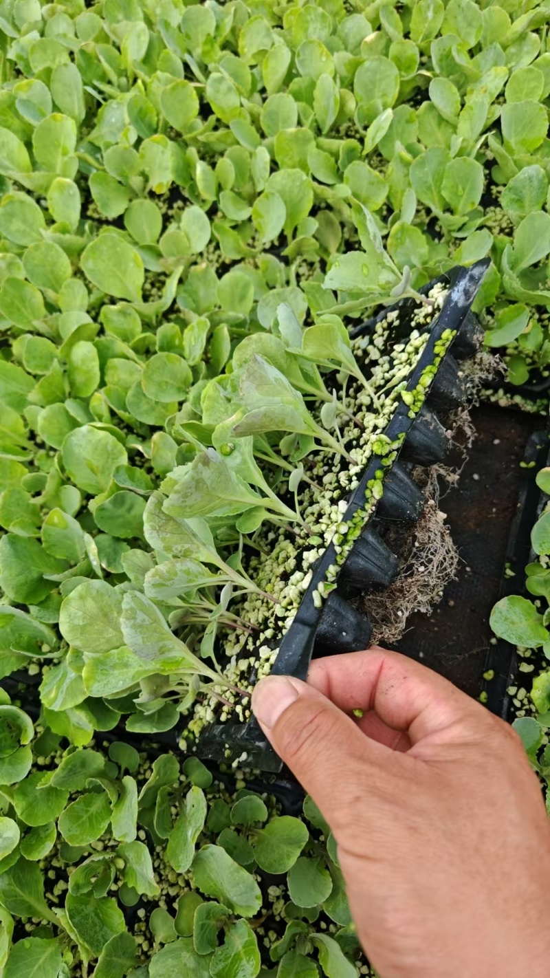 甘蓝苗包菜苗卷心菜苗宽心菜苗绿包菜苗现货直发