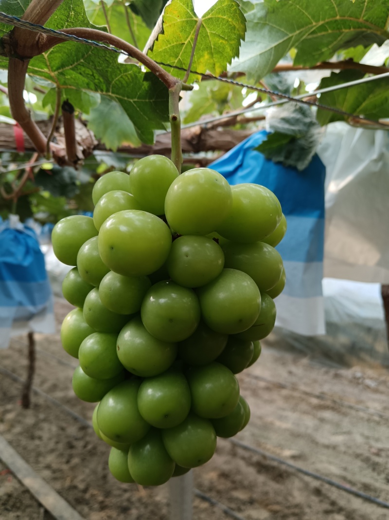 温棚阳光玫瑰葡萄，纯甜香味浓郁