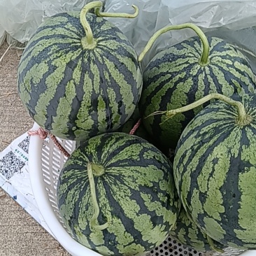 美都西瓜九成熟包黑子保证质量，量大从优。