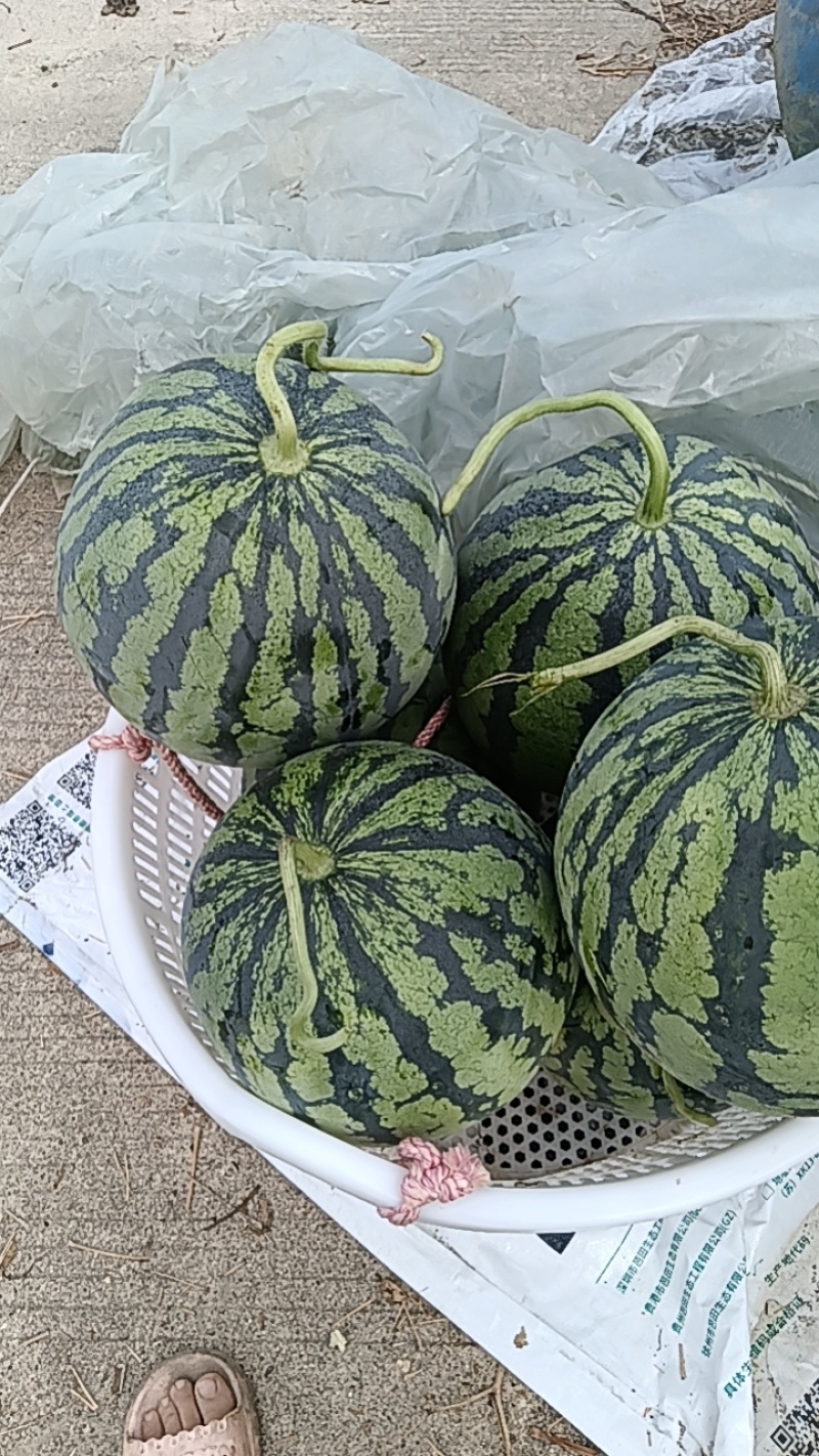 美都西瓜九成熟包黑子保证质量，量大从优。