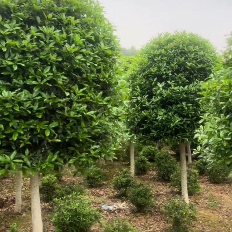 桂花树，需要的私聊