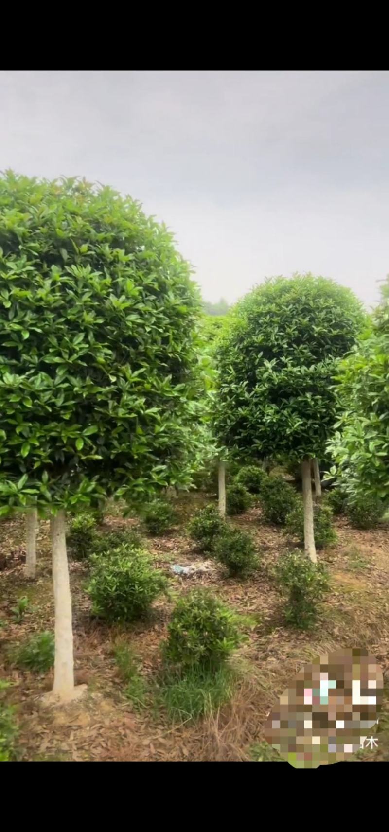 桂花树，需要的私聊