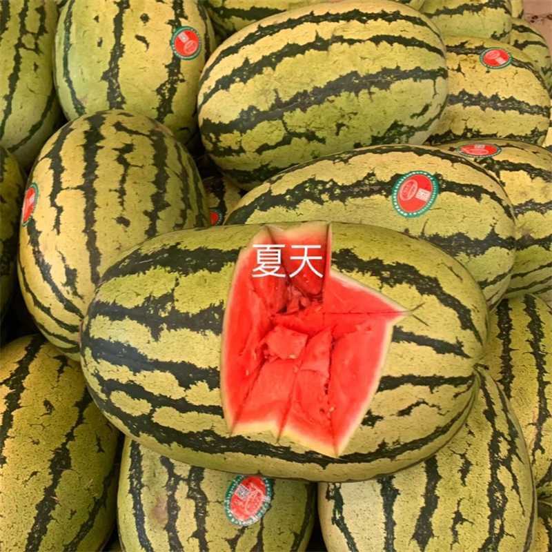 【热销中】宁夏中卫硒砂瓜产地直发大量供应欢迎采购