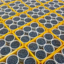 优质推荐蓝莓F6大量上市规格齐全货源充足价格美丽