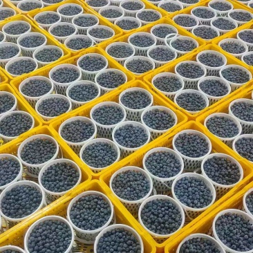 优质推荐蓝莓F6大量上市规格齐全货源充足价格美丽