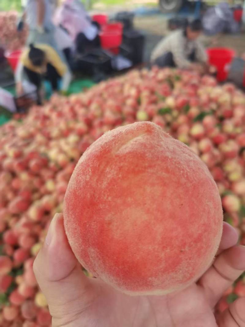 湖北毛桃工厂加工桃春雪红不软突围桃货源充足量大